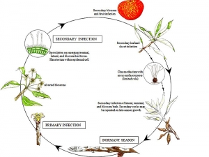 cycle_Podosphaera-leucotricha