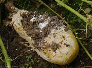 Pourriture à <i>Sclerotium rolfsii</i>) sur un fruit de concombre ; celle-ci s'est initiée sur la partie du fruit au contact du sol.