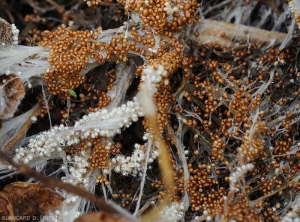 De nombreux sclérotes orangés à brun rougeâtres de quelques millimètres de diamètre couvrent ces tissus pourris. Notez que certains d'entre-eux immatures sont encore de teinte blanche. (<i>Sclerotium rolfsii</i>)