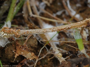 Lésion humide, voire pourriture d'une portion de tige de pastèque. Noter localement la présence du mycélium du champignon ainsi que de nombreux sclérotes. (<i>Sclerotium rolfsii</i>)