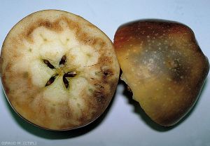 Symptômes externes et internes de brunissement de sénescence sur pomme (photo M. Giraud, CTIFL)