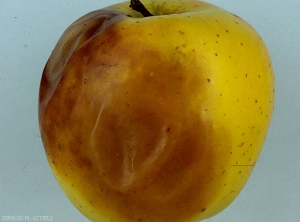 Symptômes combinés de brunissement de sénescence et de la maladie du froid sur pomme (photo M. Giraud, CTIFL)