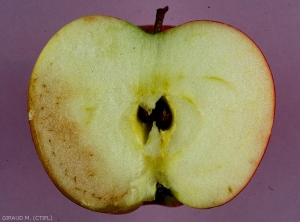 Symptômes externes de brunissement de sénescence sur pomme (photo M. Giraud, CTIFL)