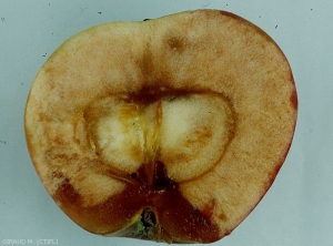 Symptômes internes de brunissement de sénescence sur pomme (photo M. Giraud, CTIFL)