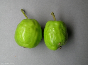Déformation et altération de la croissance de ces fruits de variété Braeburn - puceron cendré, <i>Dysaphis plantaginea</i> (photo M. Giraud, CTIFL)