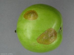 Dégâts de tordeuse de la pelure sur pomme (photo M. Giraud, CTIFL)