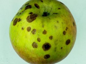 Lenticel Blotch Pit sur pomme, variété Braeburn (photo M. Giraud, CTIFL)