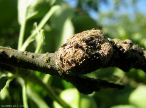 Attaque sur rameaux de pucerons lanigères avec présence de pucerons parasités (photo J. Favareille, CTIFL)
