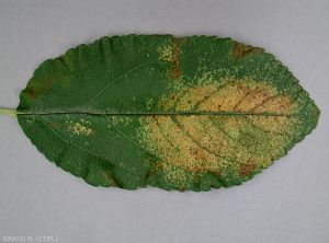 Face supérieure d'une feuille de pommier infectée par <i>Stephanitis pyri</i>, le tigre du poirier (photo M. Giraud, CTIFL)