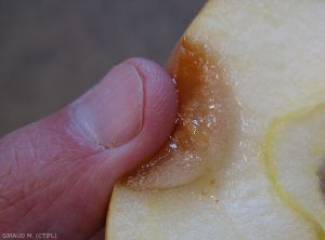 Pourriture molle causée par <i>Penicillium expansum</i> (photo M. Giraud, CTIFL)