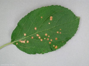 Taches ocellées de black rot sur feuille de pommier (photo M. Giraud, CTIFL)