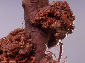 <i>Agrobacterium tumefaciens</i> (Crown gall) sur porte-greffe de pommier (photo M. Giraud, CTIFL)