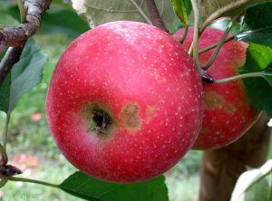 <i>Venturia asperata</i> sur pomme variété Ariane (photo M. Giraud, CTIFL)