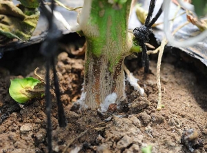 Lésion humide ceinturant la base de ce pied de piment. les tissus altérés sont localement humides et sombres. (<i>Sclerotium rolfsii</i>)