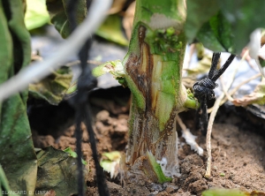 En enlevant les tissus corticaux, on constate que le système vasculaire sous jacent brunit localement. (<i>Sclerotium rolfsii</i>)