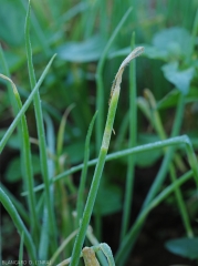 <i><b>Choanephora cucurbitarum</b></i> s'est installé sur les tissus altérés de l'extrémité du limbe de cette feuille de ciboulette.  (pourriture à Choanephora)