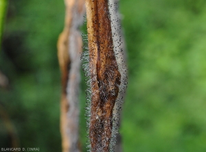 Détail de fructifications de <i><b>Choanephora cucurbitarum</b></i> sur gousse de haricot. Remarquez les nombreuses structures en "tête" d'épingle. (pourriture à Choanephora)