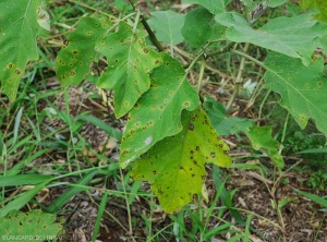 De nombreuses taches nécrotiques parsèment les feuilles basses de ce pied d'aubergine. <i>Cercospora</i> sp. (cercosporiose)