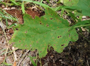 Cette feuille d'aubergine est couverte de petites lésions brunes.  <i>Cercospora</i> sp. (cercosporiose)