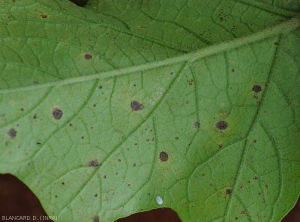 Détail de jeunes taches nécrotiques sur la face inférieure d'une feuille d'aubergine. <i>Cercospora</i> sp. (cercosporiose)