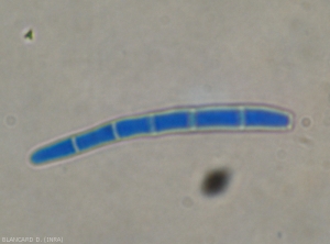 Cette spore allongée et légèrement arquée de <i>Cercospora</i> sp. présente cinq cloisons bien visibles. (cercosporiose)