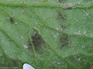 Détail du duvet sporifère noire se formant sous le limbe des folioles de tomate. <i>Pseudocercospora fuligena</i> (cercosporiose)