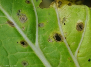 Sur certaines taches sur chou les tissus situés au centre finissent par se dégrader et tomber, conférant aux feuilles un aspect partiellement criblé. <i>Cercospora brassicae</i> (cercosporiose)