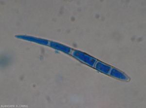 Conidie de <i>Cercospora abelmoschi</i>, noter qu'elle est lisse, plutôt cylindrique et légèrement incurvées (25-95 × 2,5-7 μm) (cercosporiose) 