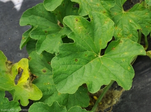 Plusieurs taches débutantes provoquées par <i>Myrothecium roridum</i> sont bien visibles sur cette feuille de melon.