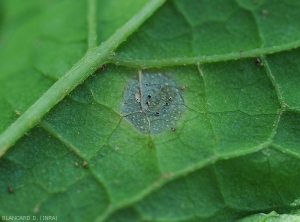 Quelques sporodochies grisâtres à noires se sont formées sur cette jeune lésion foliaire. (<i>Myrothecium roridum</i>)