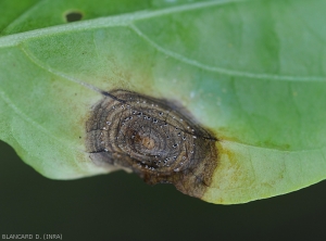 Détail d'une lésion sur feuille de piment produite par. <i>Myrothecium roridum</i>. Notez la présence de petits coussinets noirâtres à la face inférieur du limbe, structures très caractéristiques de ce champignon.