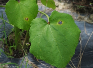 Sur ces feuilles de gombo, les taches sont plus développées. Les tissus centraux se sont décomposés, ont séchés et sont tombés. le limbe est maintenant troué.  <i>Myrothecium</i> sp.