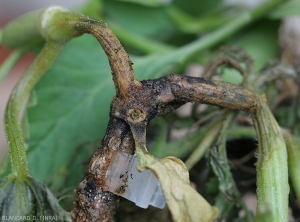 Des pycnides et des périthèces de <i><b>Didymella bryoniae</b></i> couvrent cette cette portion de tige pourrie lui conférant une teinte noirâtre.(chancres gommeux sur tige, gummy stem blight)