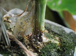 Une lésion humide, brun rougeâtre à noirâtre, "étrangle" la partie basse de ce pied de concombre <i>Didymella bryoniae</i> (chancres gommeux sur tige)