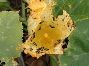 Fleur de giraumon dévoré par <i>A. bivitula</i>