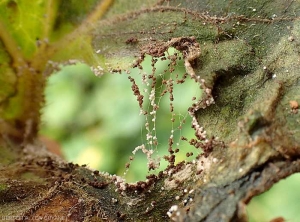 Le mycélium de <i>Rhizoctinia solani</i> est bien visible au niveau  de cette lésion dont les tissus se sont décomposés et sont tombés. (courge cireuse, (<i>Benincasa hispida</i>) 