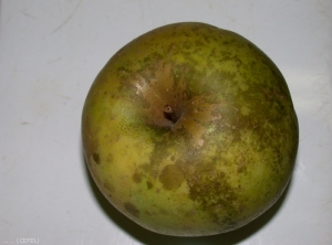 Maladie de la suie (<i>Gloeodes pomigena</i>) sur pomme de variété Goldrush. Observation de crottes de mouche au niveau de la partie gauche de la pomme (photo Cefel)