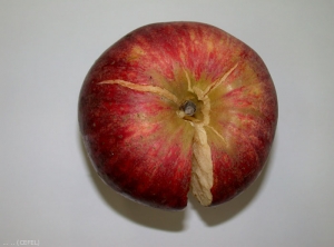 Eclatement sur pomme de variété Royal Gala (photo CEFEL)