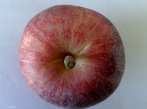 Léger éclatement sur pomme de variété Royal gala (photo CEFEL)