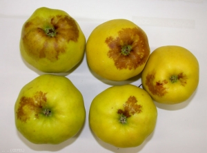 Brunissement dû à un excès de CO2 sur pomme de variété Golden (photo CEFEL)