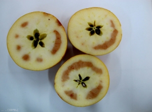 Brunissement interne sur pomme de variété Chantecler (photo CEFEL)