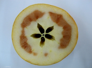 Brunissement interne sur pomme de variété Chantecler (photo CEFEL)