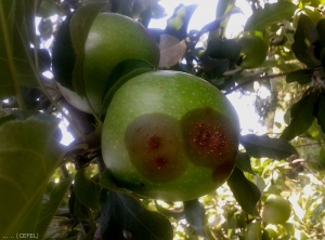 Symptômes de <i>Colletotrichum acutatum</i> (pourriture amère) sur pomme en verger (photo CEFEL)