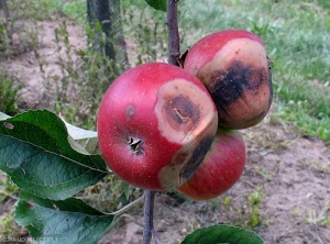 Symptômes de <i>Colletotrichum acutatum</i> (pourriture amère) sur pomme en verger de variété Bicolore (photo M. Giraud, CTIFL)