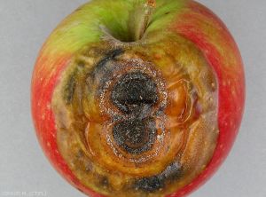 Symptômes de <i>Colletotrichum acutatum</i> (pourriture amère) sur pomme en verger de variété Cripps Red (photo M. Giraud, CTIFL)