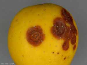 Symptômes de pourriture amère (bitter rot, <i>Colletotrichum acutatum</i>) sur pomme en verger de variété Goldrush (photo M. Giraud, CTIFL)