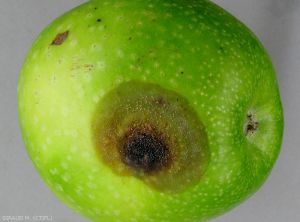 Pourriture amère (bitter rot, <i>Colletotrichum acutatum</i>) développée à partir d'une blessure sur pomme en verger de variété Granny Smith (photo M. Giraud, CTIFL)