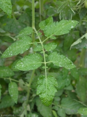 Plusieurs colonies circulaires produites par <i><b>Pseudoidium neolycopersici</b></i> parsèment ces folioles de tomate. (oïdium, powdery mildew)