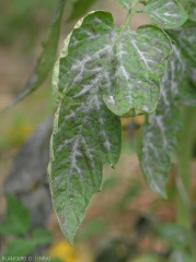 Le développement  d'<b>pseudoidium neolycopersici</b></i> sur cette foliole de tomate est tout à fait remarquable car il a lieu sur et à proximité des nervures. (oïdium, powdery mildew)