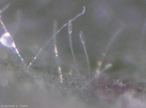 Conidiophores et conidies de <b><i>Leveillula taurica</i></b> observés à la loupe binoculaire. Oïdium (powdery mildew)